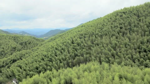 China Chinese A patch of bamboo forest with picturesque scenery Stock Footage 235661660