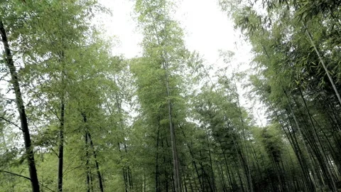 China Chinese A patch of bamboo forest with picturesque scenery Stock Footage 235662245