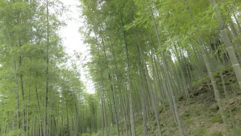 China Chinese A patch of bamboo forest with picturesque scenery Stock Footage 235662371