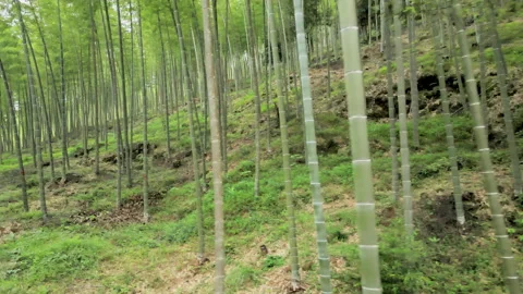 China Chinese A patch of bamboo forest with picturesque scenery Stock Footage 235662466