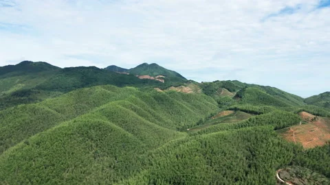 China Chinese A patch of bamboo forest with picturesque scenery Stock Footage 235662600