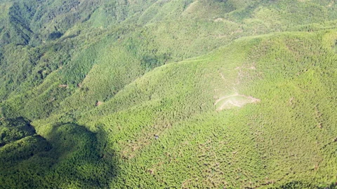 China Chinese A patch of bamboo forest with picturesque scenery Stock Footage 235663884