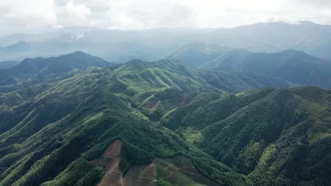 China Chinese A patch of bamboo forest with picturesque scenery Stock Footage 235664588