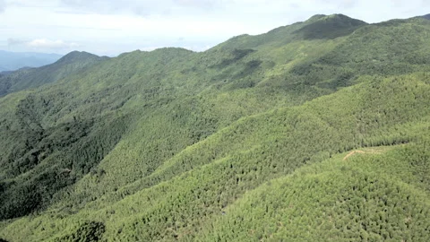 China Chinese A patch of bamboo forest with picturesque scenery Stock Footage 235667720