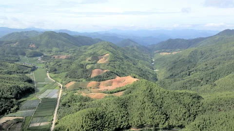 China Chinese A patch of bamboo forest with picturesque scenery Stock Footage 235668131