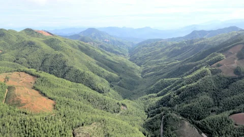China Chinese A patch of bamboo forest with picturesque scenery Stock Footage 235669245