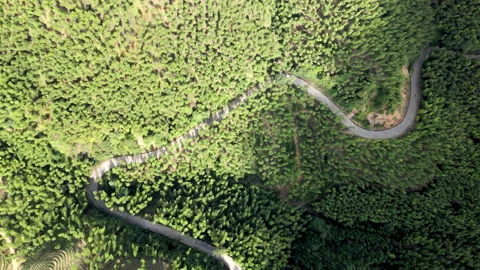 China Chinese A patch of bamboo forest with picturesque scenery Stock Footage 235669791