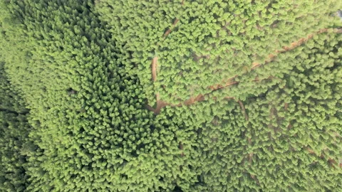 China Chinese A patch of bamboo forest with picturesque scenery Stock Footage 235673594