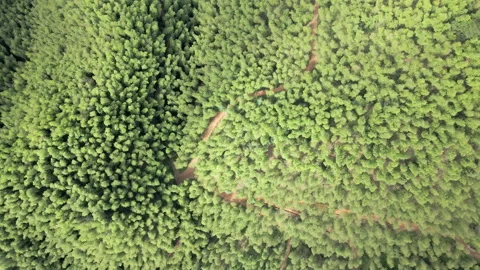 China Chinese A patch of bamboo forest with picturesque scenery Stock Footage 235673929