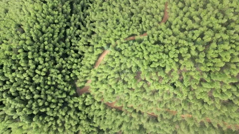 China Chinese A patch of bamboo forest with picturesque scenery Stock Footage 235674091