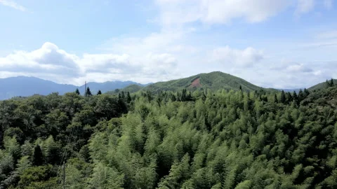 China Chinese A patch of bamboo forest with picturesque scenery Stock Footage 235676134