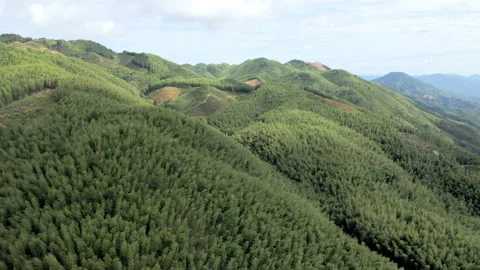 China Chinese A patch of bamboo forest with picturesque scenery Stock Footage 235678403