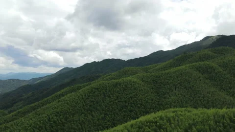 China Chinese A patch of bamboo forest with picturesque scenery Stock Footage 235679802