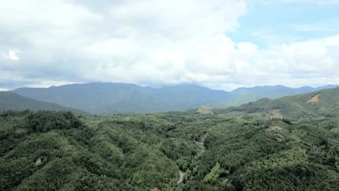 China Chinese A patch of bamboo forest with picturesque scenery Stock Footage 235681885