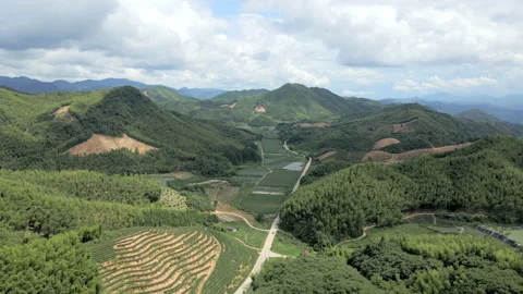China Chinese A patch of bamboo forest with picturesque scenery Stock Footage 235682154