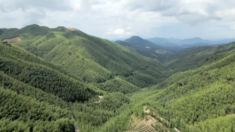 China Chinese A patch of bamboo forest with picturesque scenery Stock Footage 235682971