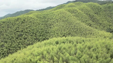 China Chinese A patch of bamboo forest with picturesque scenery Stock Footage 235685092