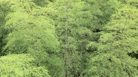China Chinese A patch of bamboo forest with picturesque scenery Stock Footage 235685131