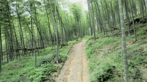 China Chinese A patch of bamboo forest with picturesque scenery Stock Footage 235685743