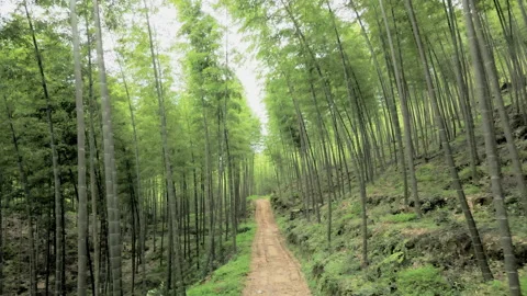 China Chinese A patch of bamboo forest with picturesque scenery Stock Footage 235685884