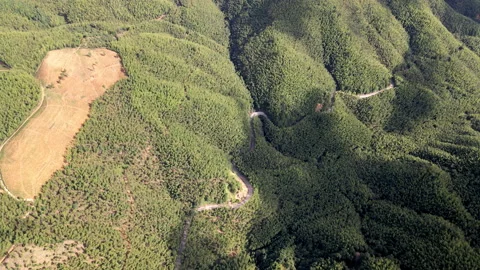 China Chinese A patch of bamboo forest with picturesque scenery Stock Footage 235686108