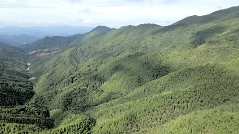 China Chinese A patch of bamboo forest with picturesque scenery Stock Footage 235686582