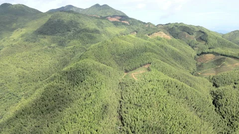 China Chinese A patch of bamboo forest with picturesque scenery Stock Footage 235686630