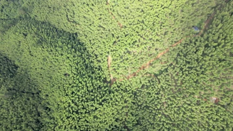 China Chinese A patch of bamboo forest with picturesque scenery Stock Footage 235686737