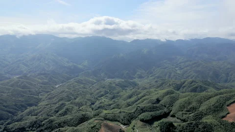 China Chinese A patch of bamboo forest with picturesque scenery Stock Footage 235686855
