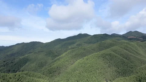 China Chinese A patch of bamboo forest with picturesque scenery Stock Footage 235687932