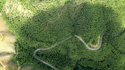 China Chinese A patch of bamboo forest with picturesque scenery Stock Footage 235687960