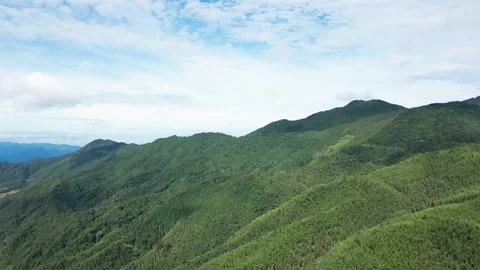 China Chinese A patch of bamboo forest with picturesque scenery Stock Footage 235693123