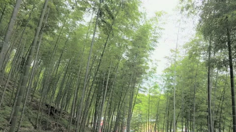 China Chinese A patch of bamboo forest with picturesque scenery Stock Footage 235694304