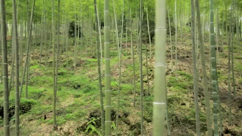 China Chinese A patch of bamboo forest with picturesque scenery Stock Footage 235694364