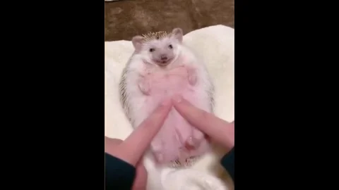 China: Chinese resident massaged a tiny hedgehog that stayed calm on its ... Stock Footage 331839737