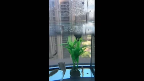 China: Chinese Turtle uses plastic plant to breathe in a shared tan Stock Footage 281082986