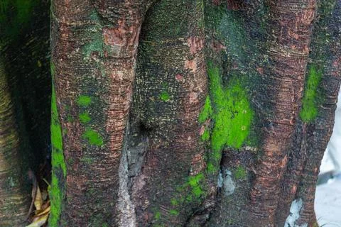 China, chongqing tree trunk texture with green moss growing on bark Stock Photos