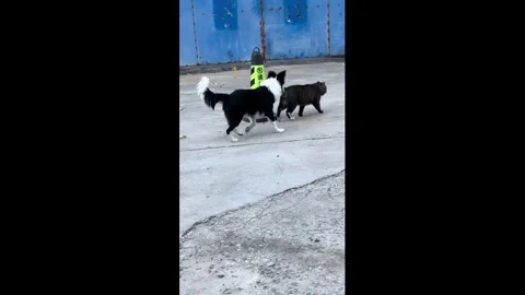 China: Clever Border Collie playfully imitates cat in Shandong, China Stock Footage 323342343