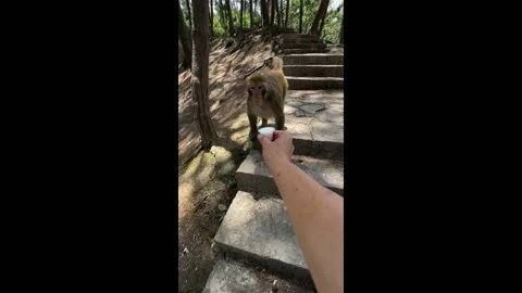 China: Clever monkey throws jelly after noticing chili pepper in Liaoning... Stock Footage 294875136