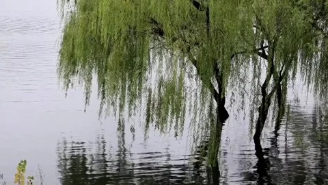 China: Continuous heavy rains trigger floods across Shandong in east Chin... 스톡 동영상 320765483