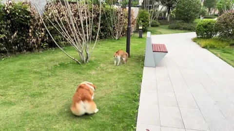 China: Corgi runs from chasing cat in outdoor scene in Sichuan, China Stock Footage 332685140