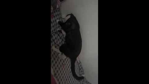 China: Cow-patterned cat startled by alarm clock in China Stock Footage 321919497