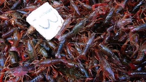 China: Crayfish Stock Footage 334084866