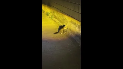 China: Curious cat in China keeps jumping in fear every time driver honks... Stock Footage 320744103