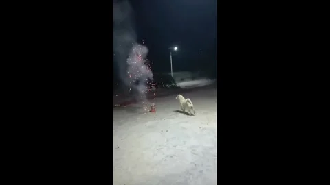 China: Curious dog startled by exploding firecracker in Guangdong, China Stock-Footage 330067526