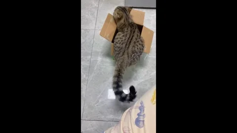 China: Determined cat squeezes perfectly into tiny box in Liaoning, China... Stock Footage 320671707
