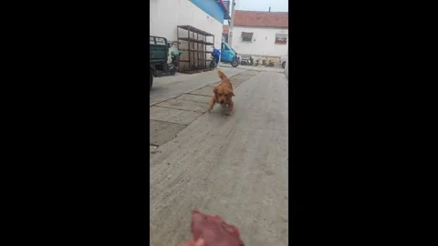 China: Disabled dog happily eats beef from kind owner in China Stock Footage 320653950