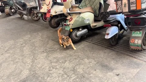 China: Dog appears to dance while scratching against scooter in Sichuan, ... Stock Footage 326641356