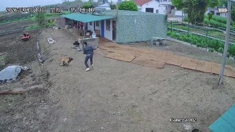 China: Dog attack avoided with help from another dog in Jiangsu, China Stock Footage 332745608