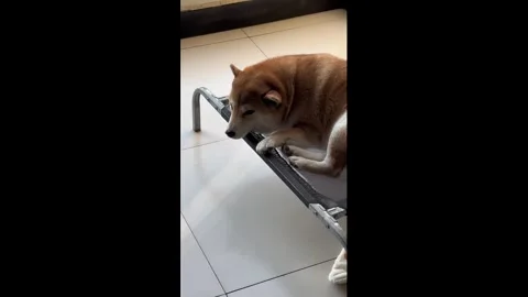 China: Dog experiencing continuous hiccups in Hebei, China. Stock Footage 324373459